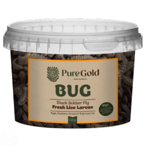 Pure Gold Bug